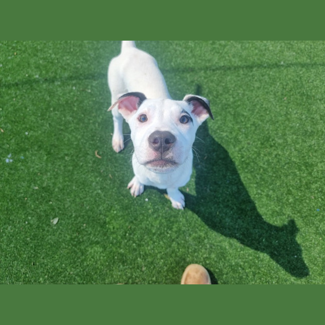 Photo of Dewey Imp 2502