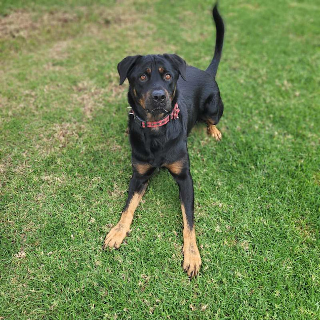 Photo of Rambo