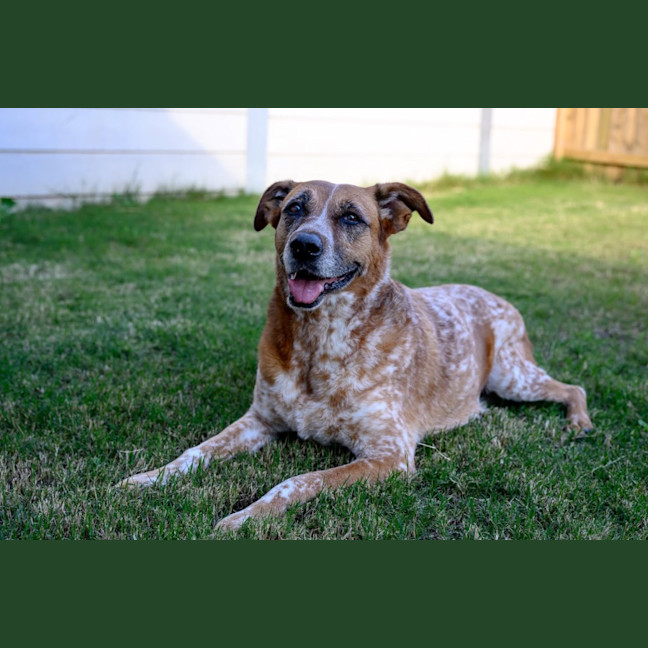Photo of Dot