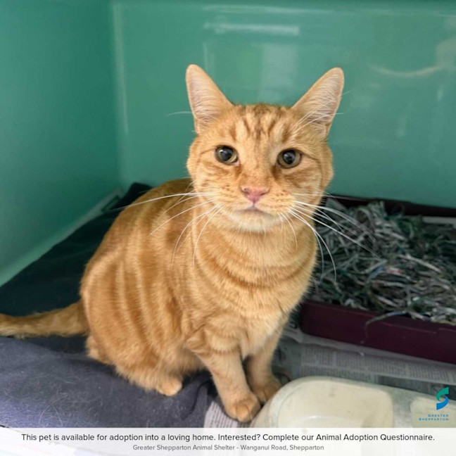 Photo of Puss In Boots