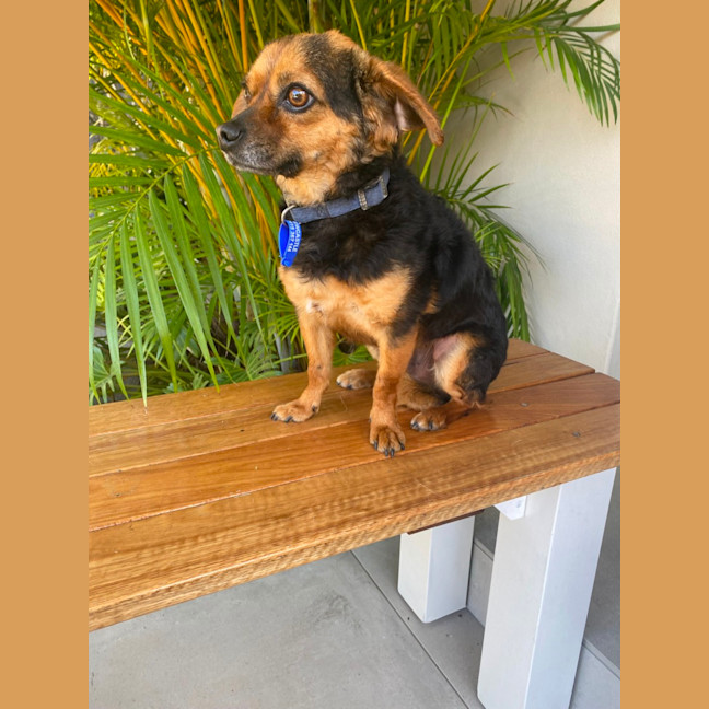 Photo of Barney   3 Year Old Chihuahua X Terrier