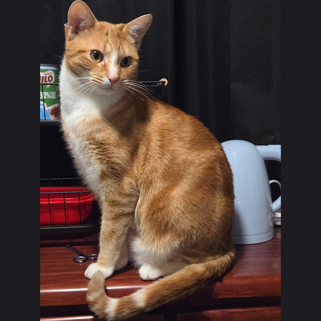 Photo of Buzz