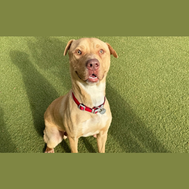 Photo of Biscuit