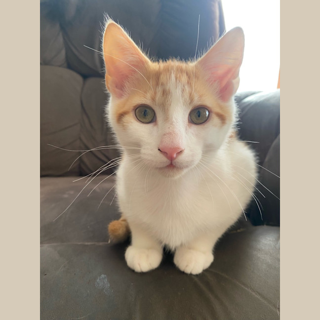 Photo of Rouge