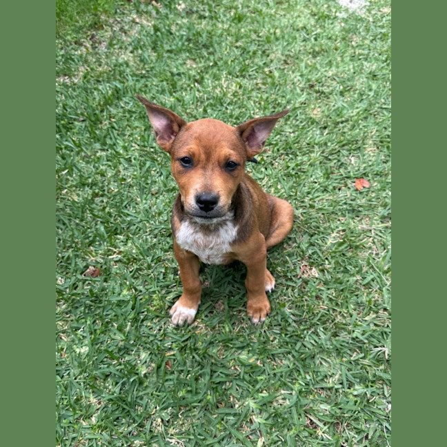 Photo of Merlot