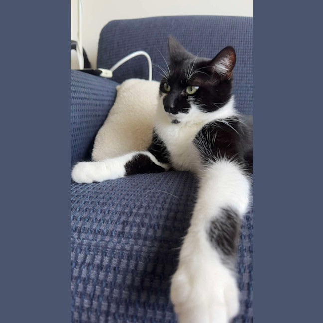 Photo of Pepper