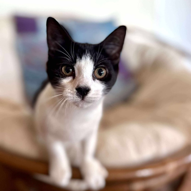 Photo of Cee Cee   Located In Eltham