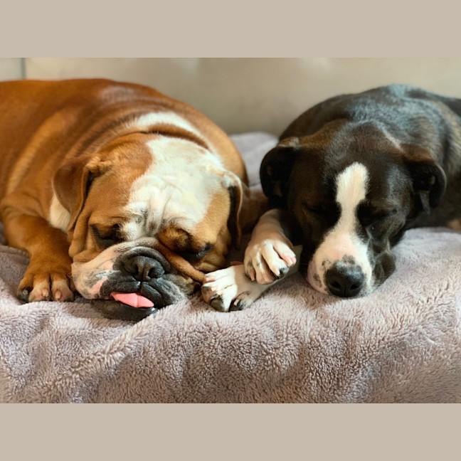 Photo of Iggy And Lou Lou