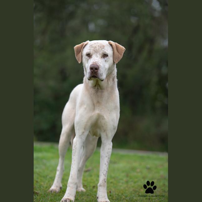 Photo of Bandit