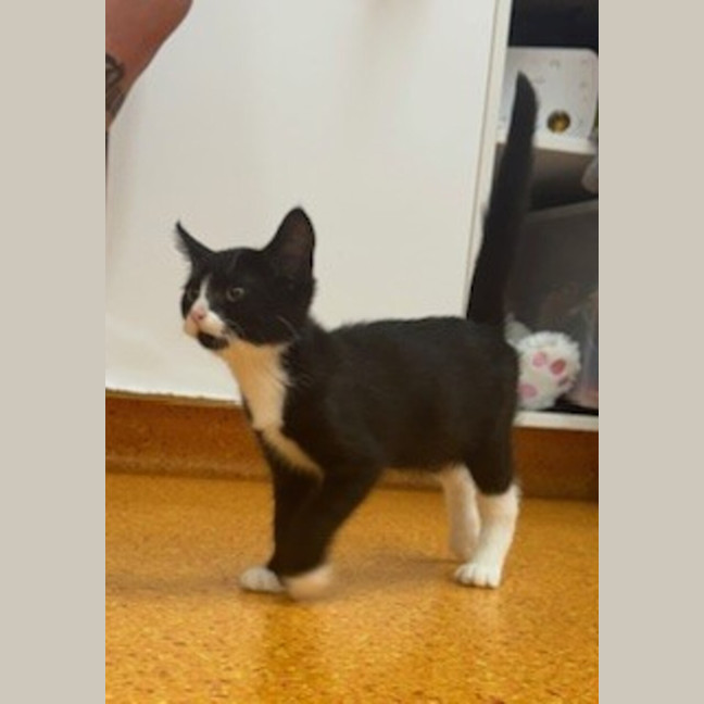 Photo of Midnight