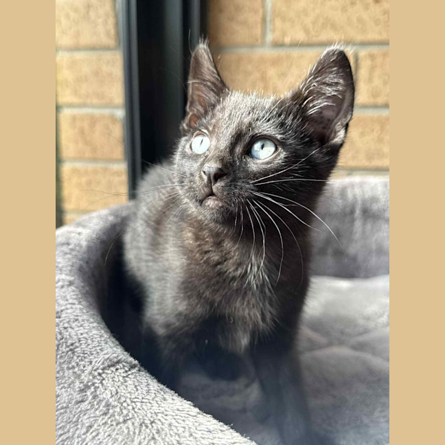 Photo of Hex   In Foster In Cranbourne