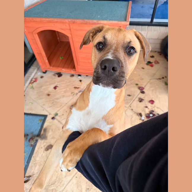 Photo of Cosmo