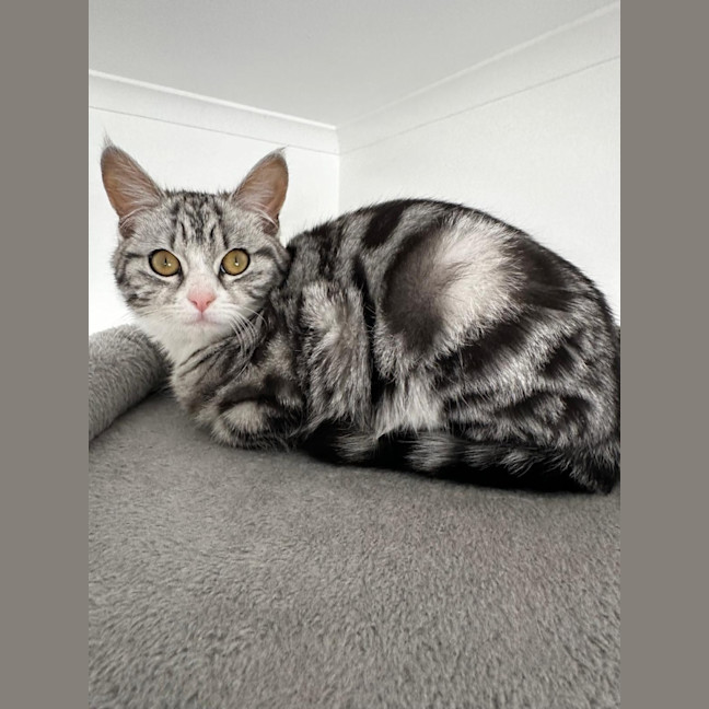 Photo of Remy