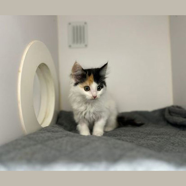 Photo of Lylah