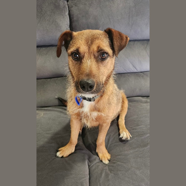 Photo of Dorris   6 Year Old Mixed Breed