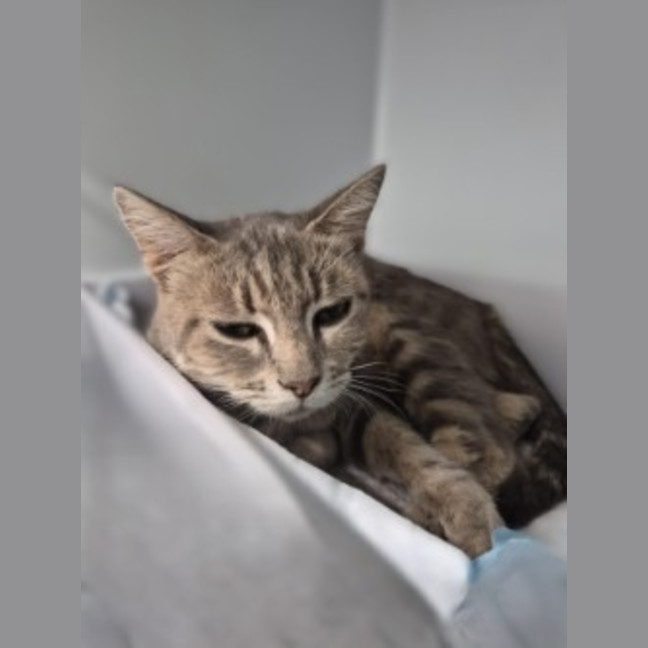 Photo of Poppy
