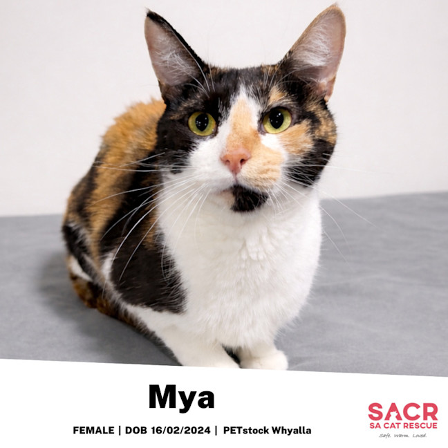Photo of Mya