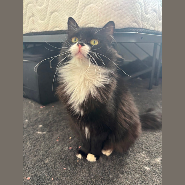 Photo of Nellie 🌺