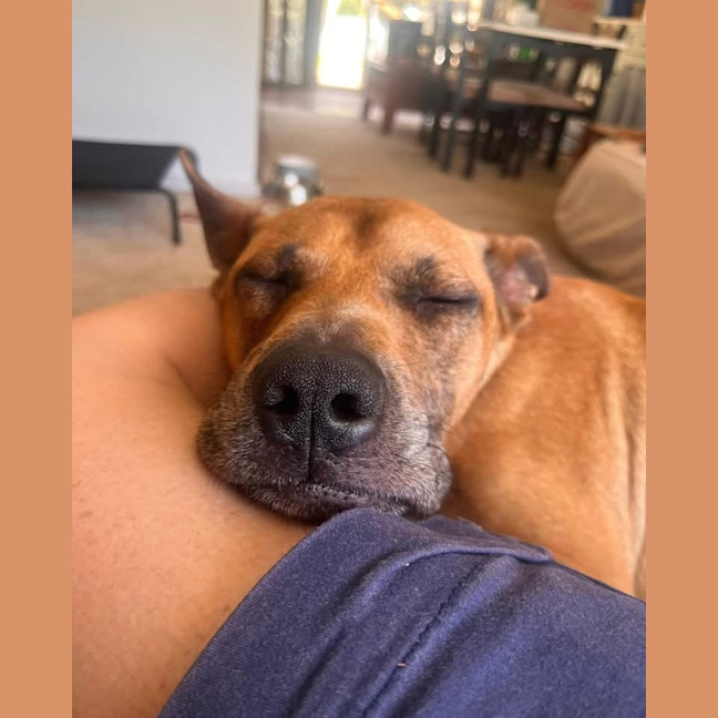 Photo of Casey   2 Year Old Mixed Breed