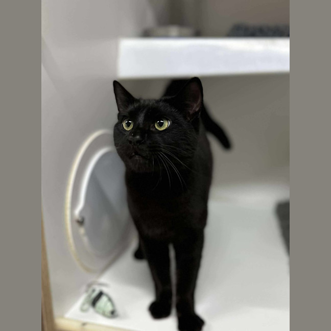 Photo of 🌱 Pusheen 6342 🌱