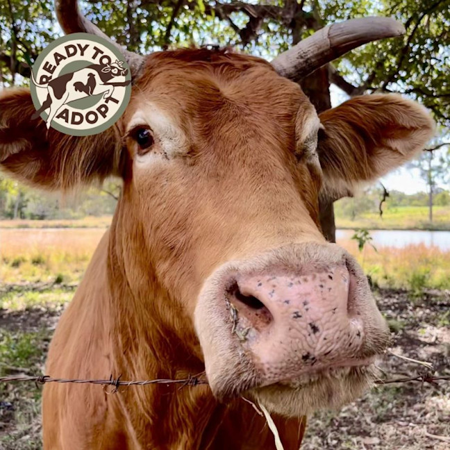 Photo of Family Of Cows