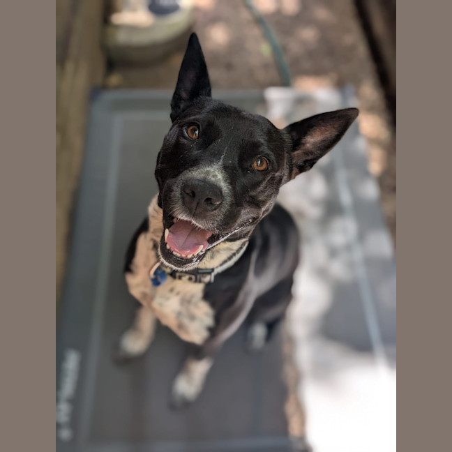 Photo of Oreo