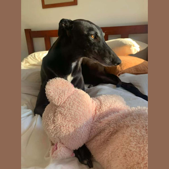 Photo of Betty, The Greyhound