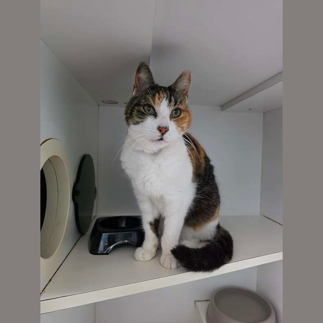 Photo of Pixel