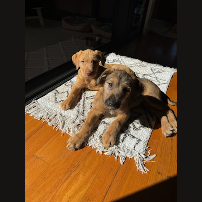 Photo of Toffee