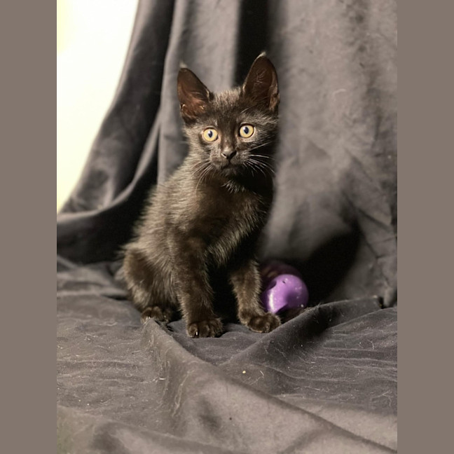 Photo of Sprout   9 Week Old Dsh