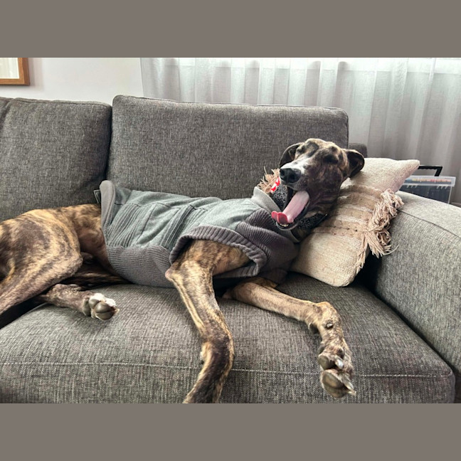 Photo of Teddy, The Greyhound