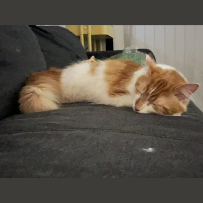 Photo of Tony Pepperoni