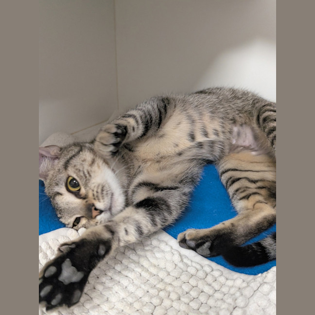 Photo of Vesper