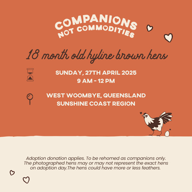 Photo of Rescue Hens