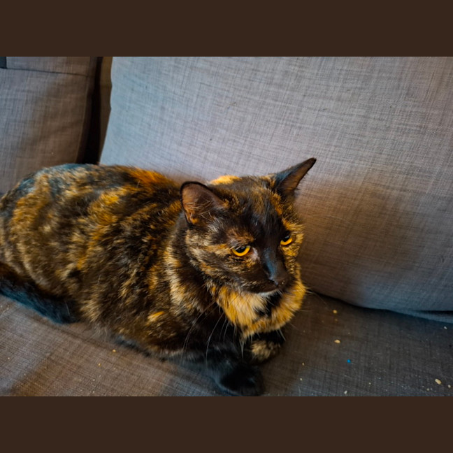 Photo of Star