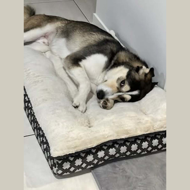 Photo of Lupo