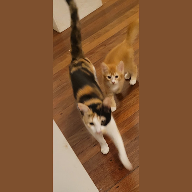 Photo of Pixie & Dixie   7 Week Old Domestic Short Hair