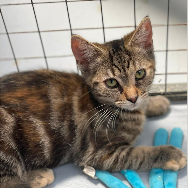 Photo of Salty Crew ** 2nd Chance Cat Rescue**