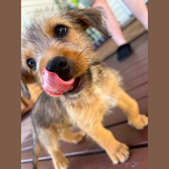 Photo of Leeroy   9 Week Old Fox Terrier X Kelpie