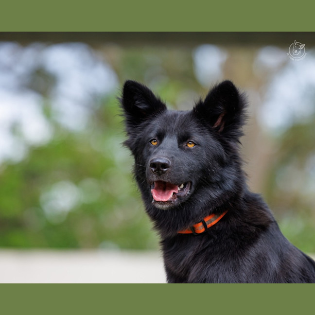 Photo of Shadow   18 Month Old Dingo Hybrid
