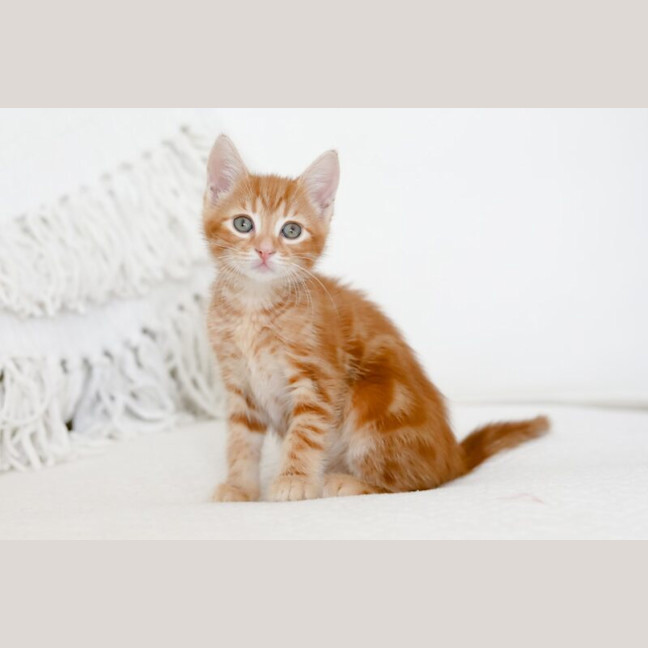 Photo of Milton