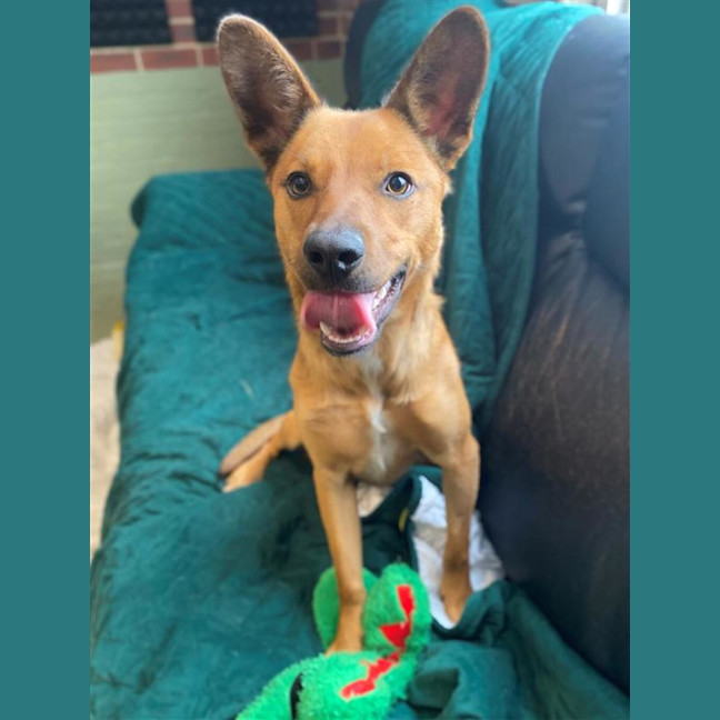 Photo of Dingo