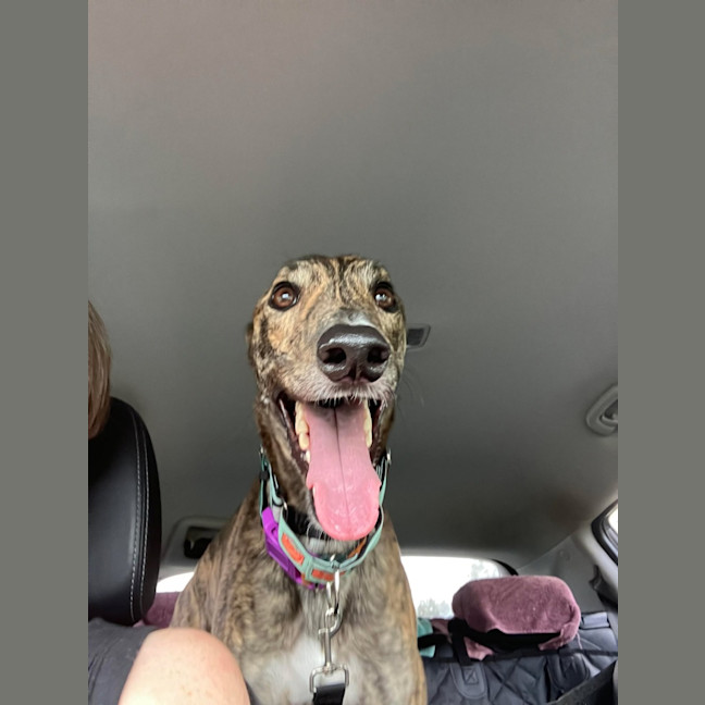 Photo of Doug, The Brindle Greyhound