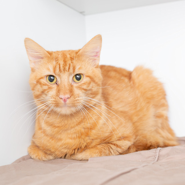 Photo of Ziggy Stardust 