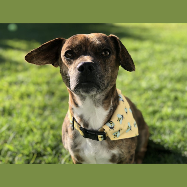 Photo of Bear