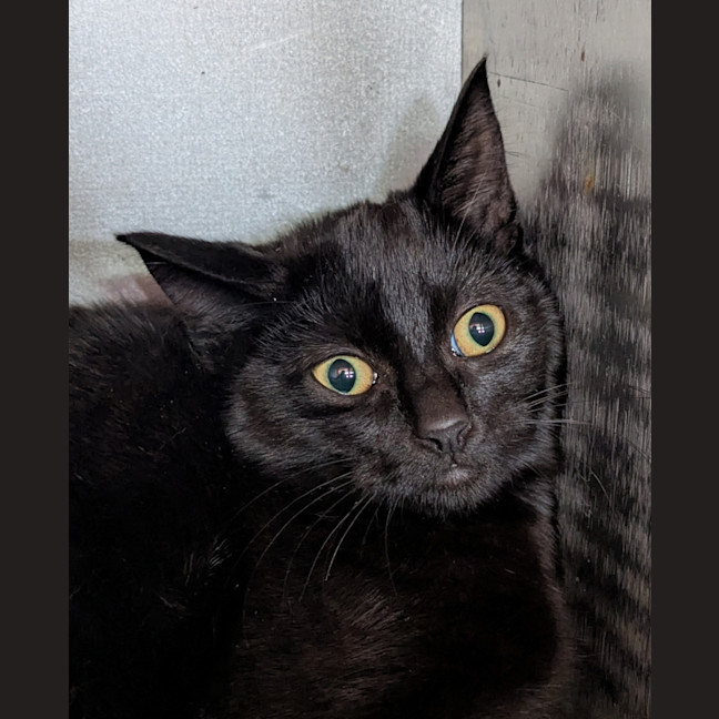 Photo of Scarface Claw