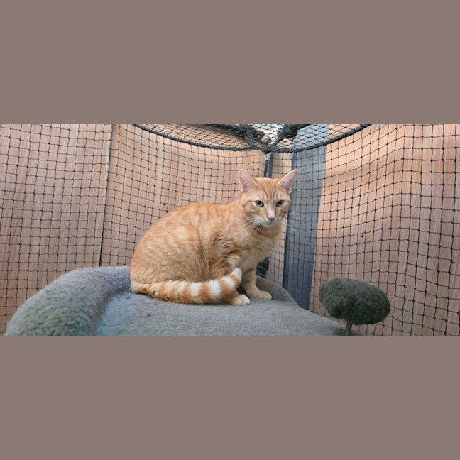 Photo of Richard ** 2nd Chance Cat Rescue**