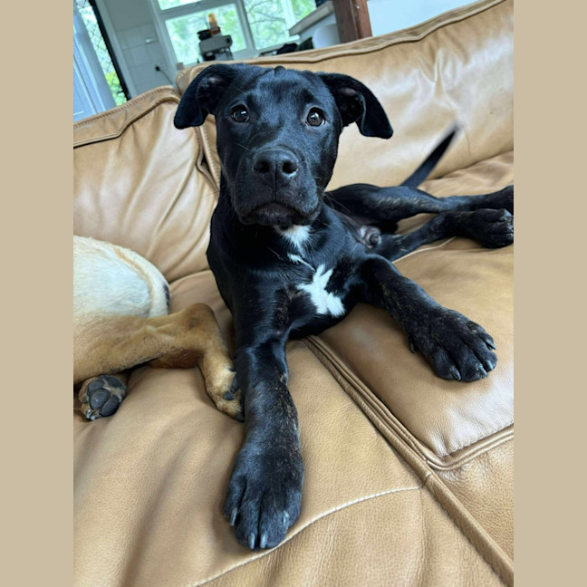 Photo of Stitch