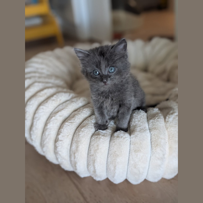 Photo of Reva