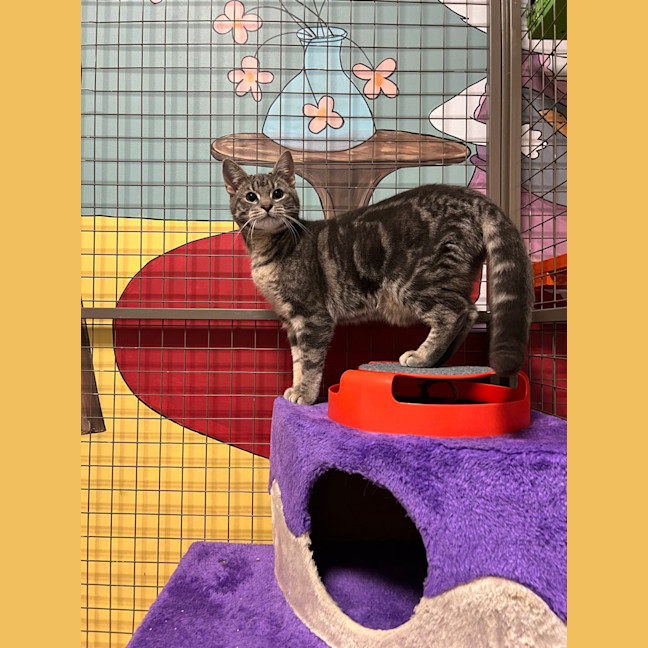 Photo of Hissy Elliot